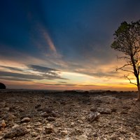 Alone tree :: Yury Barsukoff