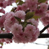 Цветы Весны :: Ekaterina Nikolaeva