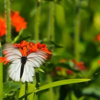 Бабочка на цветке :: Александр Лядов