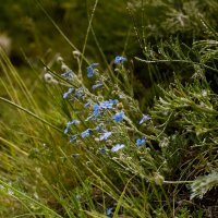 никакого смысла, одни незабудки :: Евгения Вишнякова