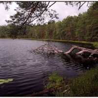 Лесное озеро :: Николай Авсеев