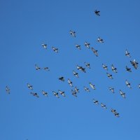 Полет голубей :: Galina Kazakova