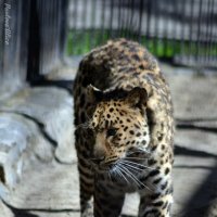 Леопард в Нововосибиском зоопарке. :: Алиса Павлова