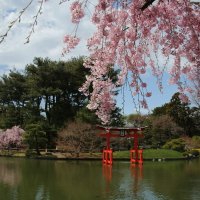 Весна в японском уголке :: Galina Kazakova