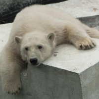 Скучно..И фотографы народ не компанейский :) :: Alent Vink