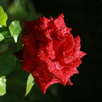 роза после дождя :: валерий 