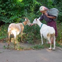 Старушка с козами :: Александр Бурилов