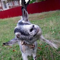 Любопытная коза. :: Александр Бурилов