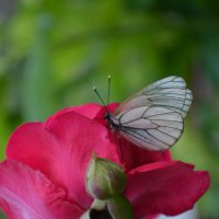 Бабочка :: Ксения Зименская