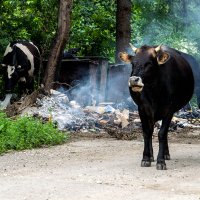 Коровы и мусор :: Oleg Khot