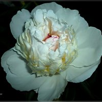 Белый цветок пиона :: galina tihonova
