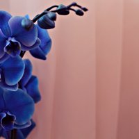 Орхидея :: Мария Зверева