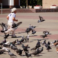 наперегонки :: ольга кривашеева