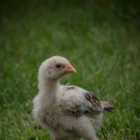 орелъ :) :: Евгений Тукин