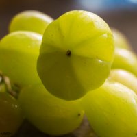 Необычный виноград :: Gary Snayder
