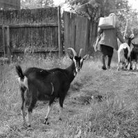 Идёт коза рогатая-2 :: Алёна Михеева