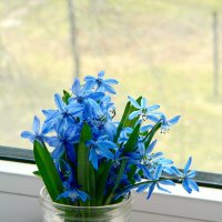 Голубые цветы, голубые мечты... :: Александр Бурилов