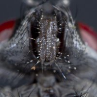 То, чем кушает муха :: Игорь Ананьев