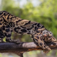 Дымчатый леопард :: Nn semonov_nn