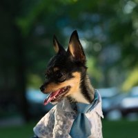 Fashion dogs :: Ivan teamen