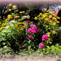 Разноцветье лета :: Нина Бутко