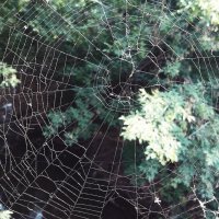 COBWEB :: Julia Mazurenko