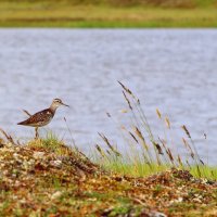 СамкаТурухтана :: Андрей Леднев