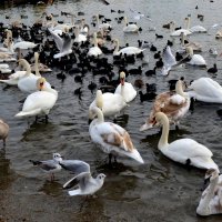 В ОЖИДАНИИ ГАРСОНА :: Анатолий Восточный