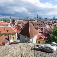 Tallinn, 2016 :: Jossif Braschinsky