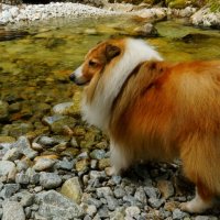 My amazing Sheltie Friday :-) :: Tatiana Golubinskaia