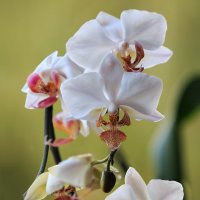 Орхидея фаленопсис Пандора :: Ирина Приходько