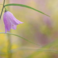 Колокольчик (Campanula) :: Павел Иванов