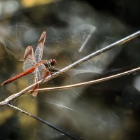 Кажется нота Ля..) :: Лилия .