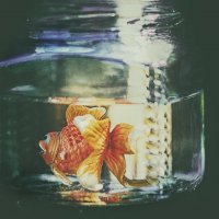 gold fish :: Larissa 