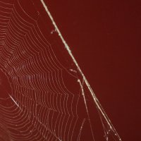 In a spider's web :: Дмитрий Костоусов