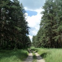 А теперь мы пойдём в лес сосновый  в селе Шестаково! :: Ольга Кривых