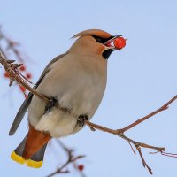 Свиристель и яблочко. :: Виктор Иванович Чернюк