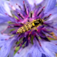 Пчела :: Радмир Арсеньев