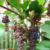 Сибирский виноград :: Лариса Рогова