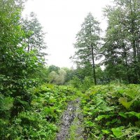 Тропинка городского парка после дождя :: Маргарита Батырева