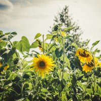 SunFlower :: Lasc1vo Артёмин