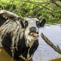 наивкуснейший арбузик :: Инна 