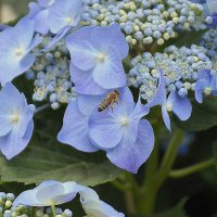Голубые цветы гортензии, и пчелка на подлете. :: Оля Богданович