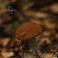 Белый гриб :: Кристина Щукина