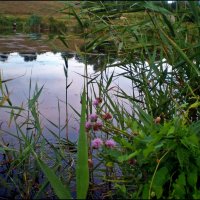 Над водой :: Татьяна Пальчикова