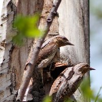 Хлопоты семейные :: Екатерина Торганская