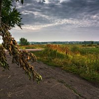 Ветка :: Александр Тулупов