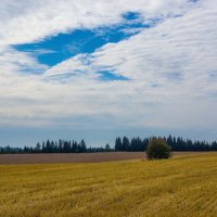 Осенне поле у деревни Ковриги :: Валерий Симонов