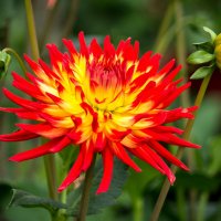 dahlia :: Peteris Kalmuks