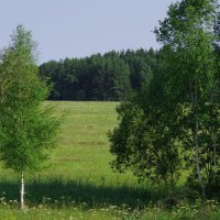 В память о лете... :: Лариса Журавлева